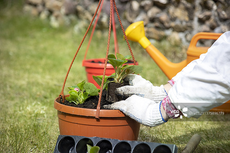 园丁种植花卉特写图片素材