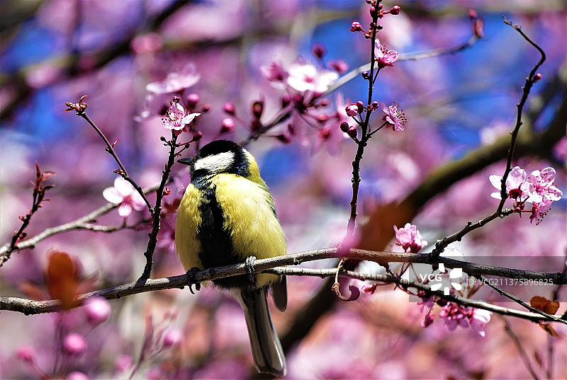 春天的色彩，歌唱，山雀栖息在树上的特写图片素材