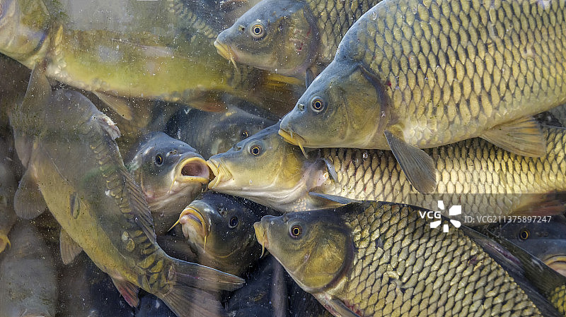 水族箱中的鱼：鲤鱼图片素材