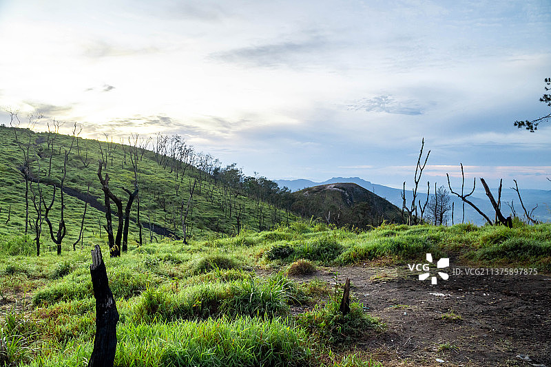 印度尼西亚山脉与广阔的绿色草地图片素材