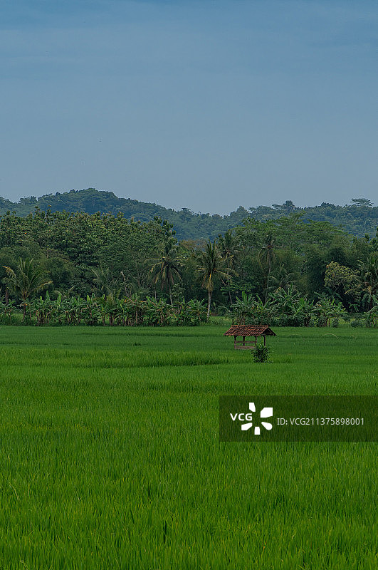 蓝天下的绿色稻田风光图片素材