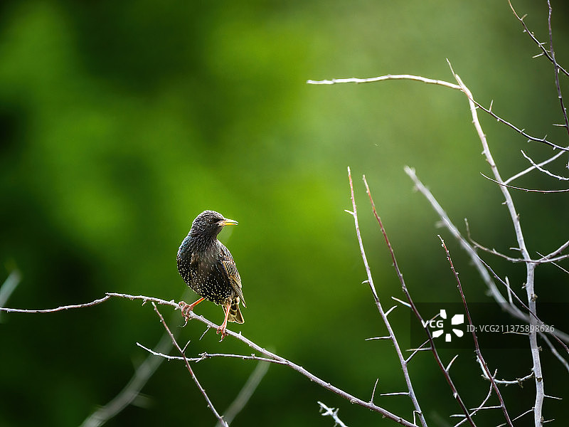 栖息在树枝上的欧洲八哥鸣禽特写图片素材