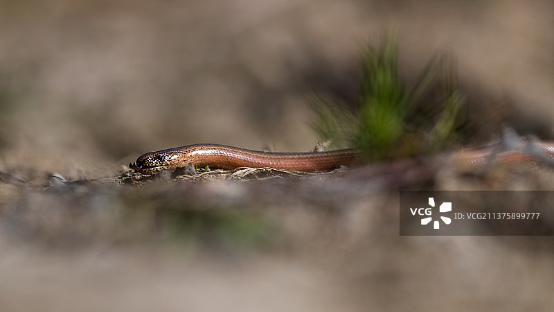 石堆上的蜥蜴特写，挪威奥斯陆图片素材