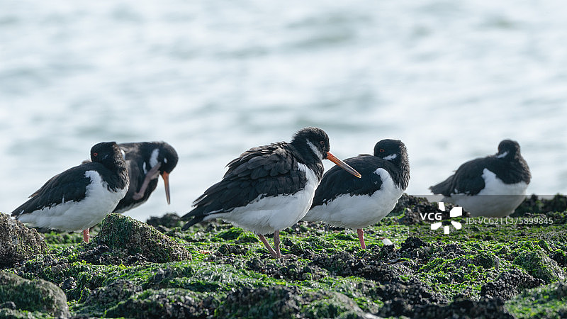 岩石上的蛎鹬，栖息在岩石上的海鹦鹉特写，荷兰西卡佩勒图片素材