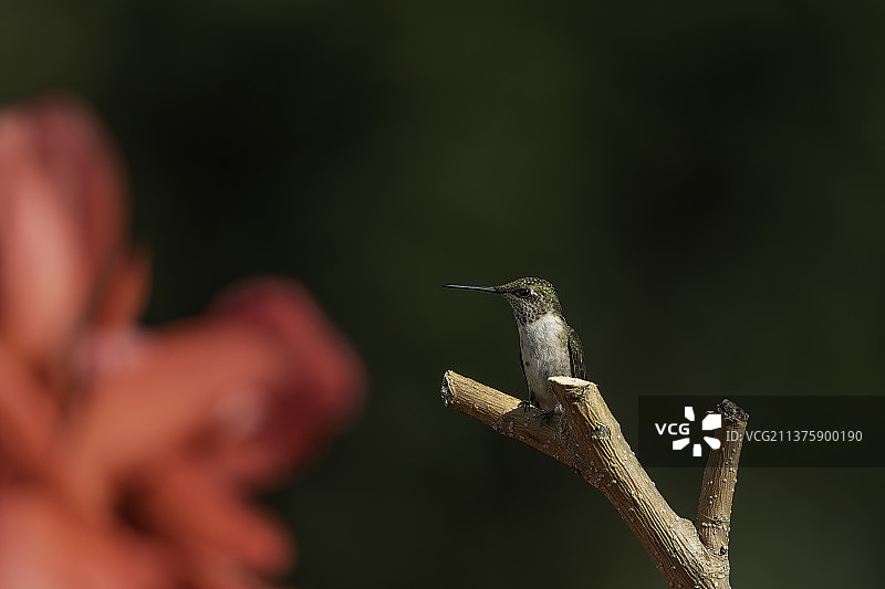 蜂鸟栖息在美人蕉花旁图片素材