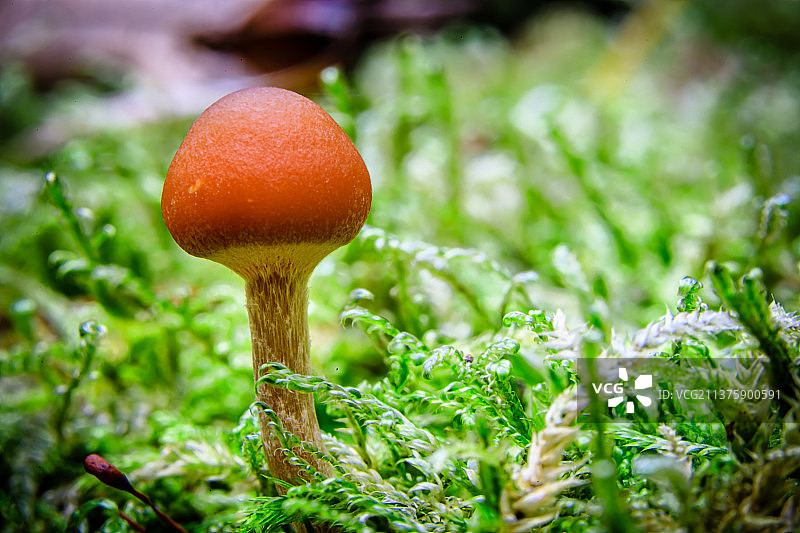田野里生长的小蘑菇特写图片素材