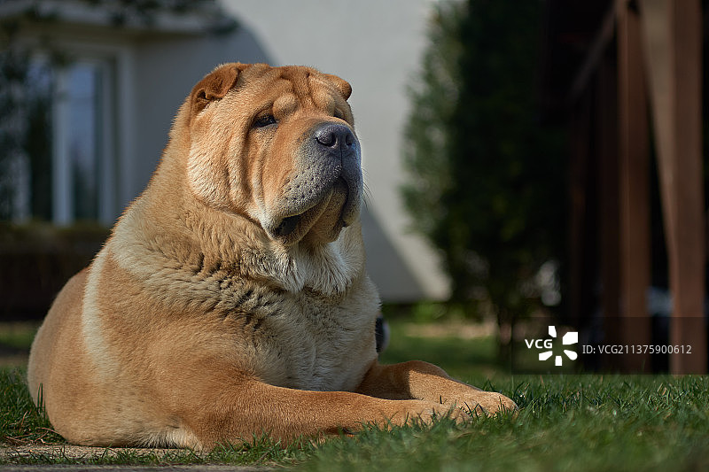 看门狗的特写画像：一只坐在户外的松狮犬图片素材