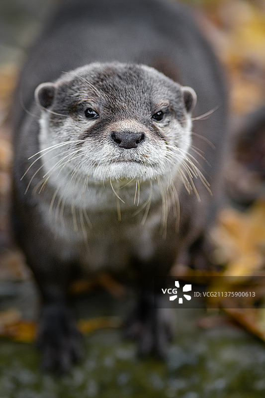 亚洲小爪水獭的特写图片素材
