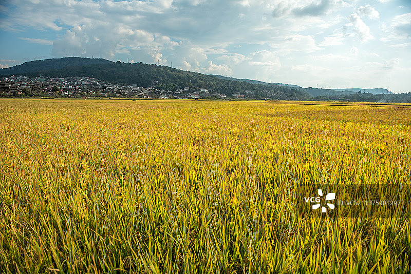 丰收季节谷金黄图片素材