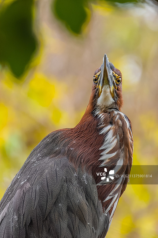 阿根廷户外栖息的苍鹭特写图片素材