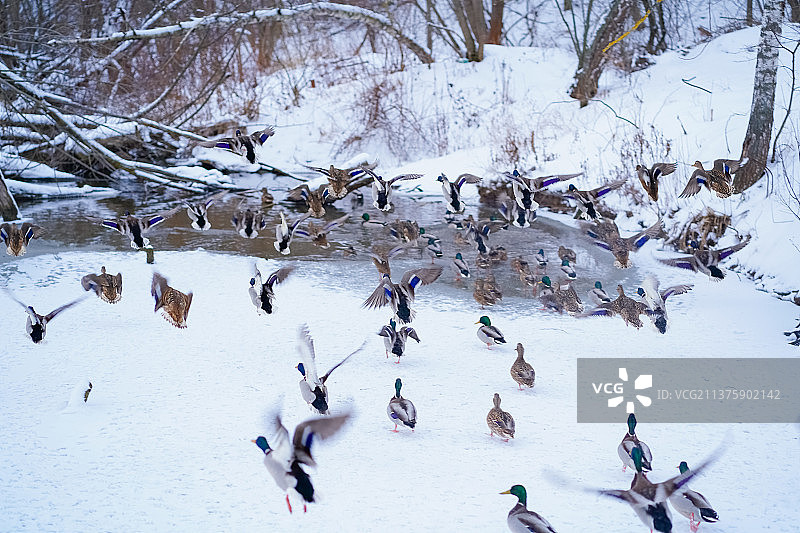 冬季雪地中飞离的鸭群图片素材