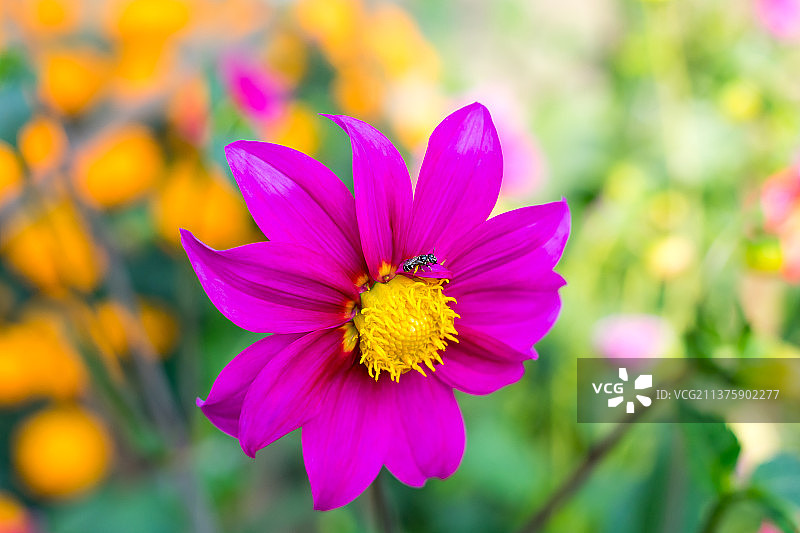 墨西哥翠菊：一种喜阳的植物，早春开花图片素材