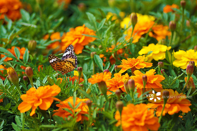 万寿菊和蝴蝶，蝴蝶在橙色花朵上授粉的特写图片素材