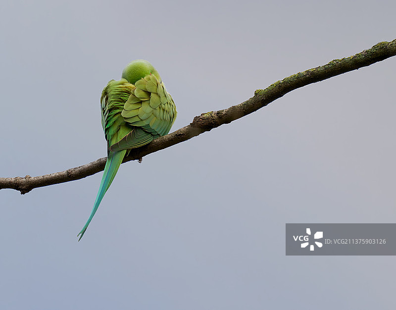 睡在树枝上的和尚鹦鹉图片素材