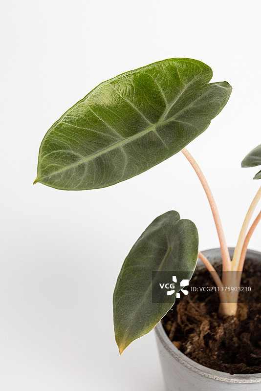 白背景上的粉龙海芋图片素材