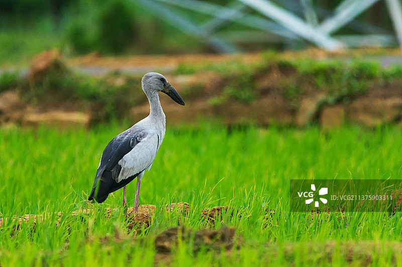 稻田里的亚洲钳嘴鹳图片素材