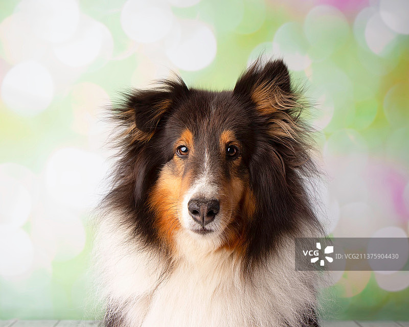 设得兰牧羊犬影棚特写肖像图片素材