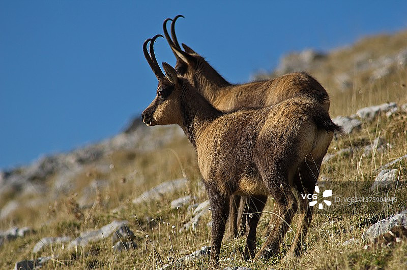一对阿布鲁佐羚羊，站在田野上的鹿的低角度视图，意大利图片素材