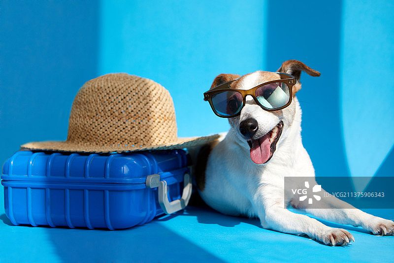 戴太阳镜的宠物躺在行李箱旁图片素材