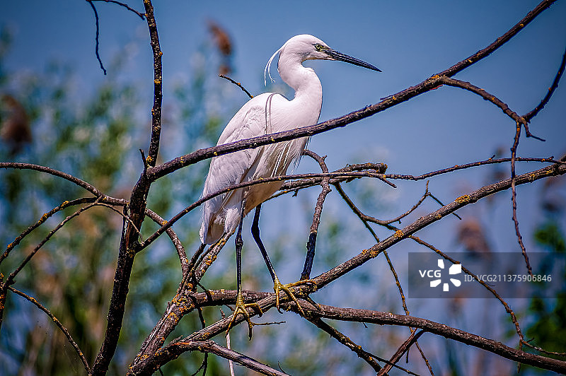 低角度视角：意大利栖息在树枝上的白鹭图片素材