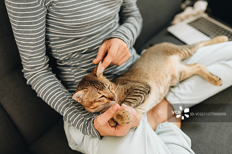 成年女性坐在沙发上和猫玩耍，泰国帕岸岛图片素材