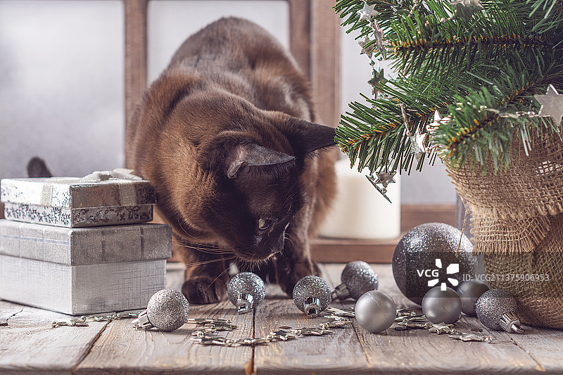 圣诞背景下的缅甸猫，圣诞树旁的猫特写图片素材