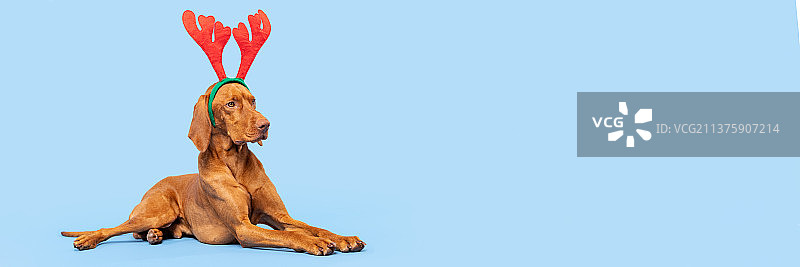 戴着圣诞驯鹿角蓝色背景的维兹拉犬肖像，斯洛伐克图片素材