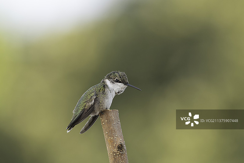 栖息在木头上的蜂鸟特写，美国，密苏里州图片素材