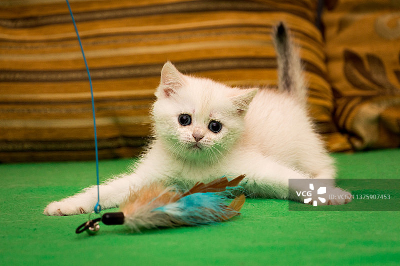 一只白色小猫在玩羽毛图片素材