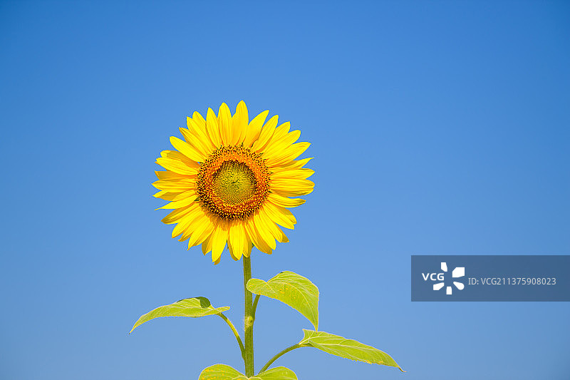 蓝天下盛开的向日葵特写图片素材
