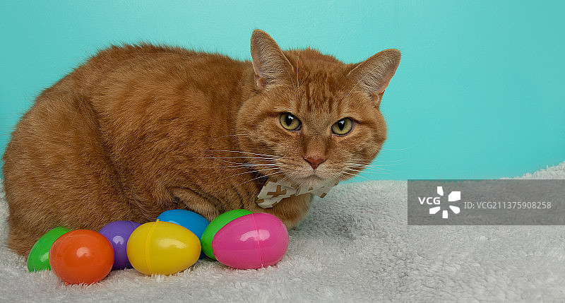 戴着领结的橙色猫和彩色复活节彩蛋图片素材