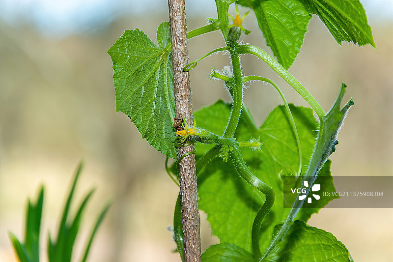 有机种植的嫩黄瓜：健康食品产业图片素材