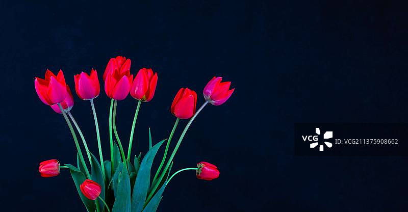 红色郁金香花束图片素材