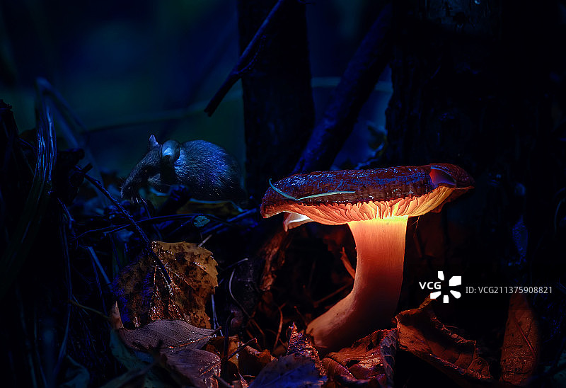 小老鼠藏在黑暗森林中发光的蘑菇旁图片素材