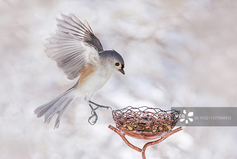 簇绒山雀鸟类降落，鸣禽栖息在雪地上特写，米尔福德，美国图片素材
