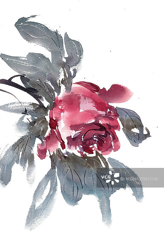 红色的牡丹图片素材