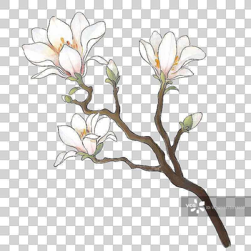 玉兰花开插画元素图片素材