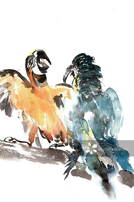 两只鹦鹉图片素材