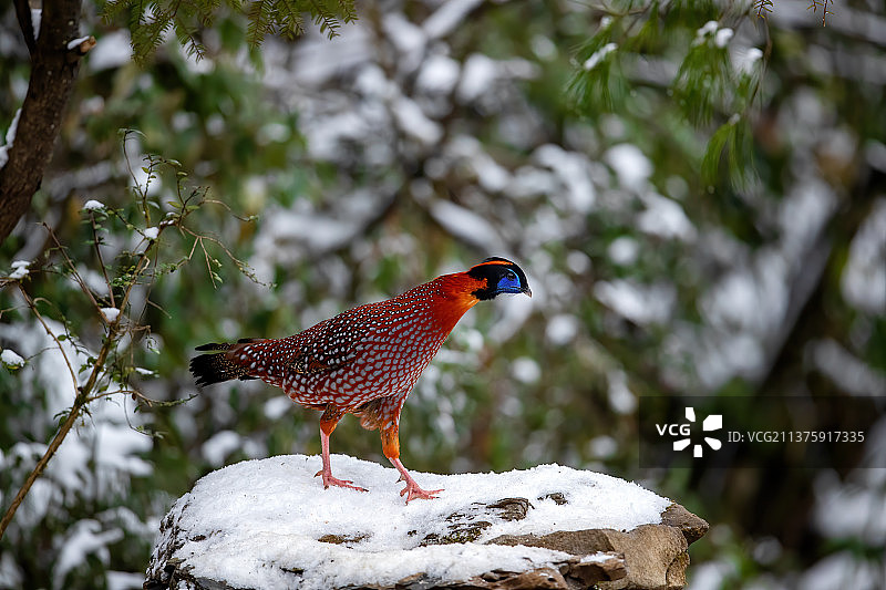 重庆山王坪保护区生态——红腹角雉图片素材
