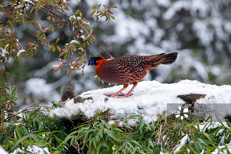 重庆山王坪保护区生态——红腹角雉图片素材