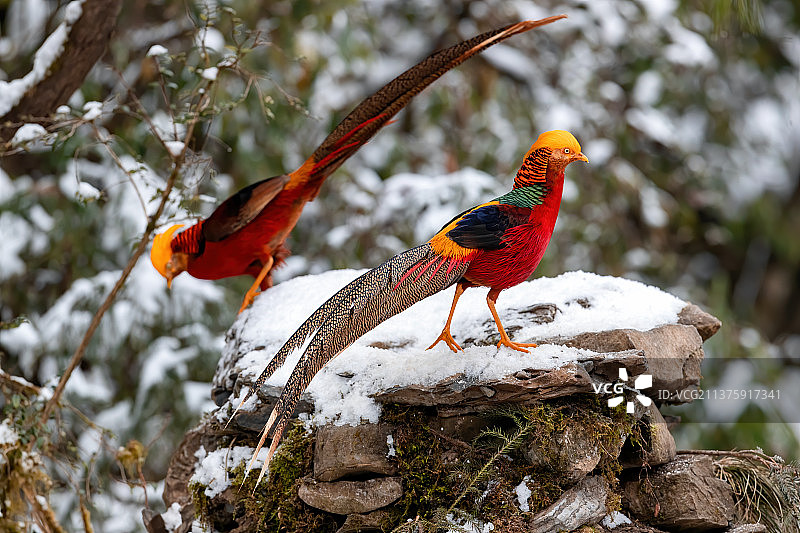 重庆山王坪保护区生态——红腹锦鸡图片素材