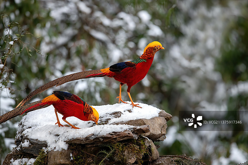 重庆山王坪保护区生态——红腹锦鸡图片素材
