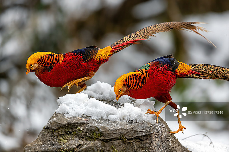重庆山王坪保护区生态——红腹锦鸡图片素材