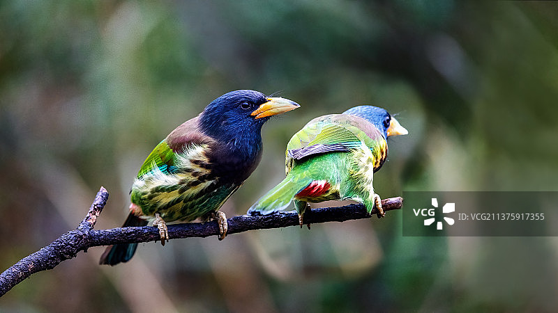 重庆山王坪保护区生态——大拟啄木鸟图片素材