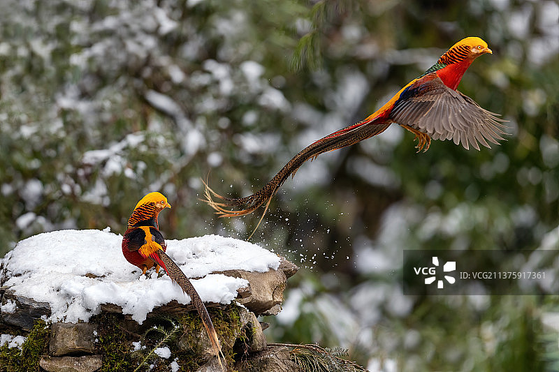 重庆山王坪保护区生态——红腹锦鸡图片素材