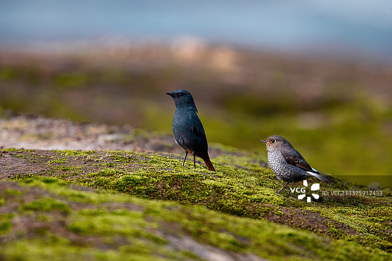 重庆綦河保护区红尾水鸲图片素材