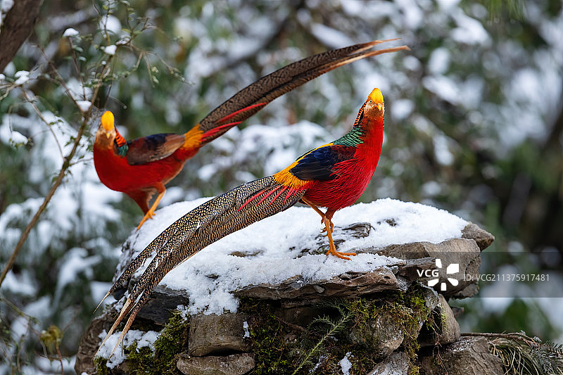 重庆山王坪保护区生态——红腹锦鸡图片素材