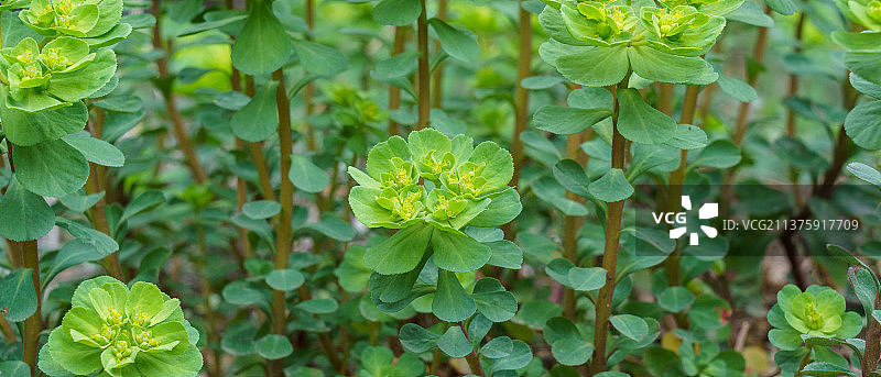 泽漆 中药图片素材