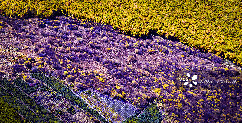 塞罕坝位于河北省承德市围场满族蒙古族自治县境内图片素材