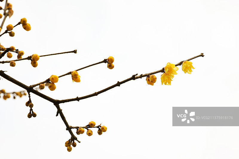 腊梅花图片素材